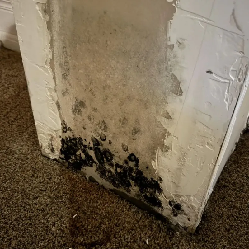 Professional Mold Removal in Lee County, NC